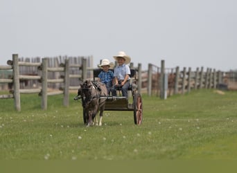 Weitere Ponys/Kleinpferde, Wallach, 5 Jahre, 86 cm