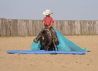 Weitere Ponys/Kleinpferde, Wallach, 5 Jahre, 86 cm