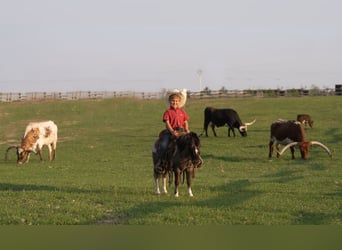 Weitere Ponys/Kleinpferde, Wallach, 5 Jahre, 86 cm