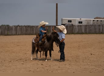Weitere Ponys/Kleinpferde, Wallach, 5 Jahre, 86 cm