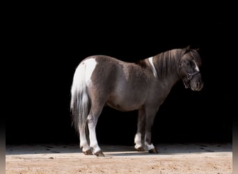 Weitere Ponys/Kleinpferde, Wallach, 5 Jahre, 86 cm