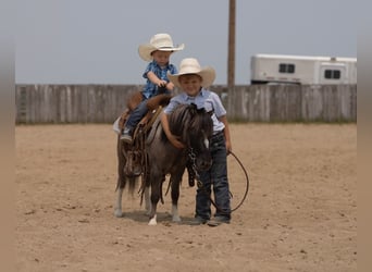 Weitere Ponys/Kleinpferde, Wallach, 5 Jahre, 86 cm
