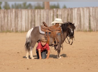 Weitere Ponys/Kleinpferde, Wallach, 5 Jahre, 86 cm