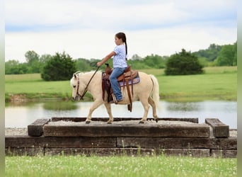 Weitere Ponys/Kleinpferde, Wallach, 5 Jahre, 89 cm, Palomino