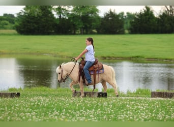 Weitere Ponys/Kleinpferde, Wallach, 5 Jahre, 89 cm, Palomino