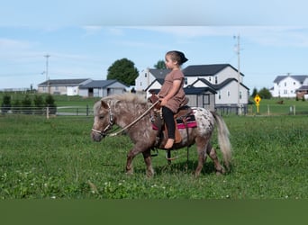Weitere Ponys/Kleinpferde, Wallach, 5 Jahre, 91 cm, Dunkelfuchs