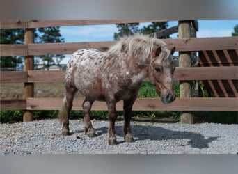 Weitere Ponys/Kleinpferde, Wallach, 5 Jahre, 91 cm, Dunkelfuchs