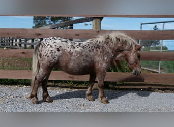 Weitere Ponys/Kleinpferde, Wallach, 5 Jahre, 91 cm, Dunkelfuchs