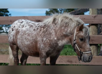 Weitere Ponys/Kleinpferde, Wallach, 5 Jahre, 91 cm, Fuchs