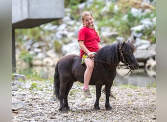 Weitere Ponys/Kleinpferde, Wallach, 5 Jahre, 91 cm, Rappe