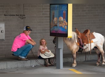 Weitere Ponys/Kleinpferde, Wallach, 5 Jahre, 91 cm