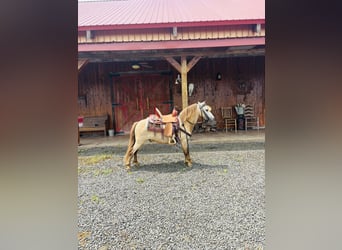 Weitere Ponys/Kleinpferde, Wallach, 5 Jahre, 97 cm, Buckskin