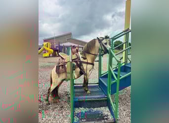 Weitere Ponys/Kleinpferde, Wallach, 5 Jahre, 97 cm, Buckskin