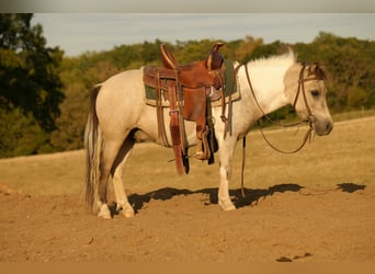 Weitere Ponys/Kleinpferde, Wallach, 5 Jahre, 97 cm, Buckskin