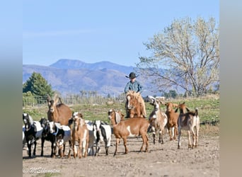 Weitere Ponys/Kleinpferde, Wallach, 5 Jahre, 97 cm, Rotfuchs