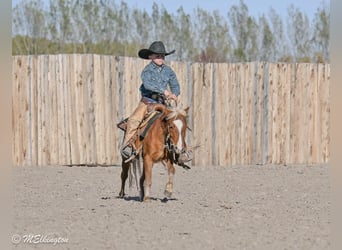 Weitere Ponys/Kleinpferde, Wallach, 5 Jahre, 97 cm, Rotfuchs