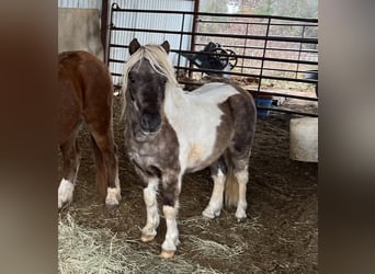 Weitere Ponys/Kleinpferde, Wallach, 5 Jahre, 97 cm, Schecke
