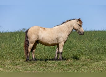 Weitere Ponys/Kleinpferde, Wallach, 5 Jahre, 99 cm, Buckskin