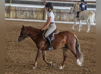 Weitere Ponys/Kleinpferde, Wallach, 5 Jahre, Rotfuchs