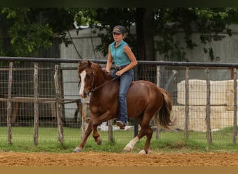Weitere Ponys/Kleinpferde, Wallach, 5 Jahre, Rotfuchs