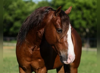 Weitere Ponys/Kleinpferde, Wallach, 5 Jahre, Rotfuchs