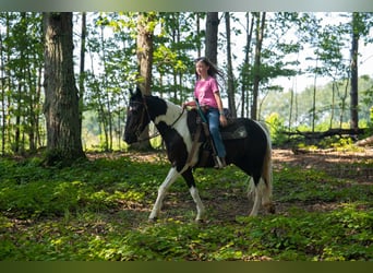 Weitere Ponys/Kleinpferde, Wallach, 5 Jahre, Schecke
