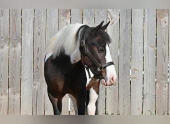 Weitere Ponys/Kleinpferde, Wallach, 5 Jahre, Schecke