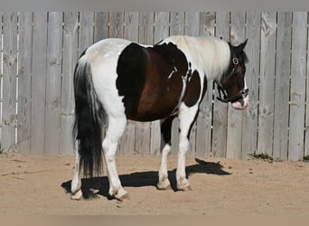 Weitere Ponys/Kleinpferde, Wallach, 5 Jahre, Schecke