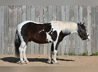Weitere Ponys/Kleinpferde, Wallach, 5 Jahre, Schecke