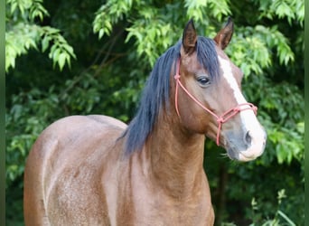Weitere Ponys/Kleinpferde, Wallach, 5 Jahre, Schecke