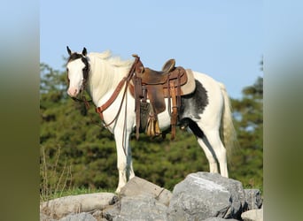 Weitere Ponys/Kleinpferde, Wallach, 5 Jahre, Schecke