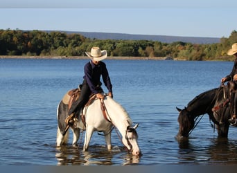 Weitere Ponys/Kleinpferde, Wallach, 5 Jahre, Schecke
