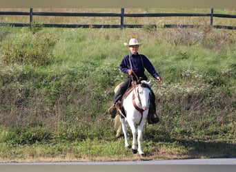 Weitere Ponys/Kleinpferde, Wallach, 5 Jahre, Schecke