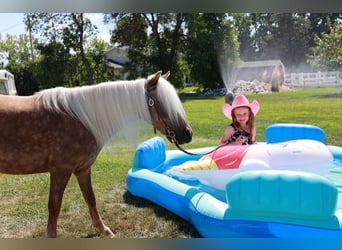 Weitere Ponys/Kleinpferde, Wallach, 6 Jahre, 102 cm, Palomino