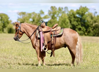 Weitere Ponys/Kleinpferde, Wallach, 6 Jahre, 102 cm, Roan-Red