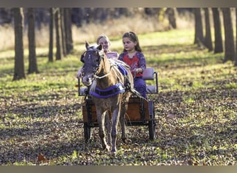 Weitere Ponys/Kleinpferde, Wallach, 6 Jahre, 107 cm, Palomino