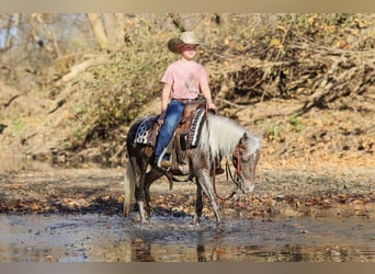 Weitere Ponys/Kleinpferde, Wallach, 6 Jahre, 107 cm, Palomino
