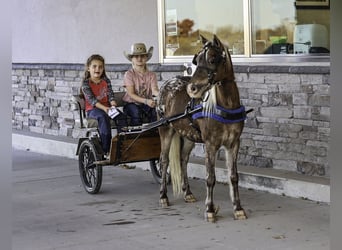 Weitere Ponys/Kleinpferde, Wallach, 6 Jahre, 107 cm, Palomino