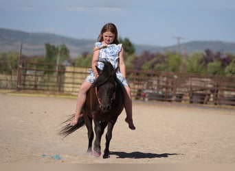 Weitere Ponys/Kleinpferde, Wallach, 6 Jahre, 109 cm, Rappe