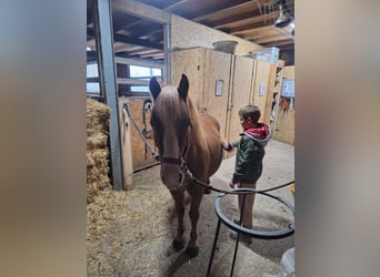 Weitere Ponys/Kleinpferde, Wallach, 6 Jahre, 115 cm, Fuchs