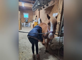 Weitere Ponys/Kleinpferde, Wallach, 6 Jahre, 115 cm, Fuchs