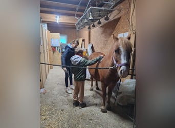 Weitere Ponys/Kleinpferde, Wallach, 6 Jahre, 115 cm, Fuchs