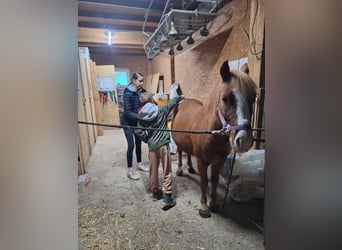 Weitere Ponys/Kleinpferde, Wallach, 6 Jahre, 115 cm, Fuchs