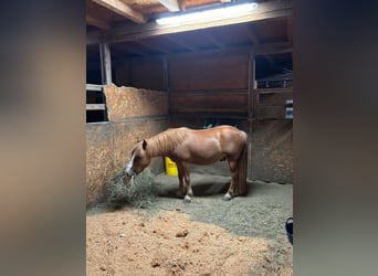 Weitere Ponys/Kleinpferde, Wallach, 6 Jahre, 115 cm, Fuchs