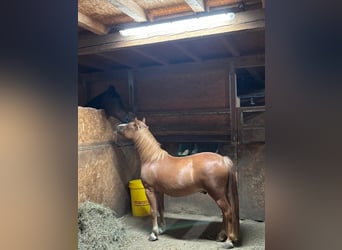Weitere Ponys/Kleinpferde, Wallach, 6 Jahre, 115 cm, Fuchs