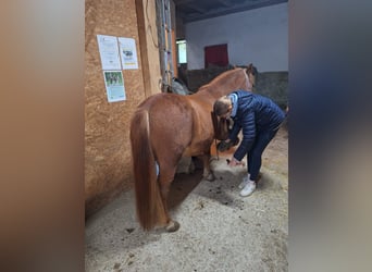 Weitere Ponys/Kleinpferde, Wallach, 6 Jahre, 115 cm, Fuchs