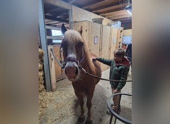 Weitere Ponys/Kleinpferde, Wallach, 6 Jahre, 115 cm, Fuchs