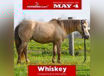 Weitere Ponys/Kleinpferde, Wallach, 6 Jahre, 117 cm, Champagne