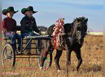 Weitere Ponys/Kleinpferde, Wallach, 6 Jahre, 117 cm, Rappe