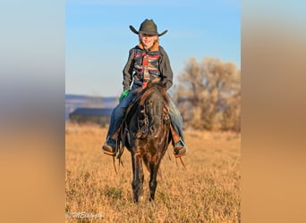 Weitere Ponys/Kleinpferde, Wallach, 6 Jahre, 117 cm, Rappe